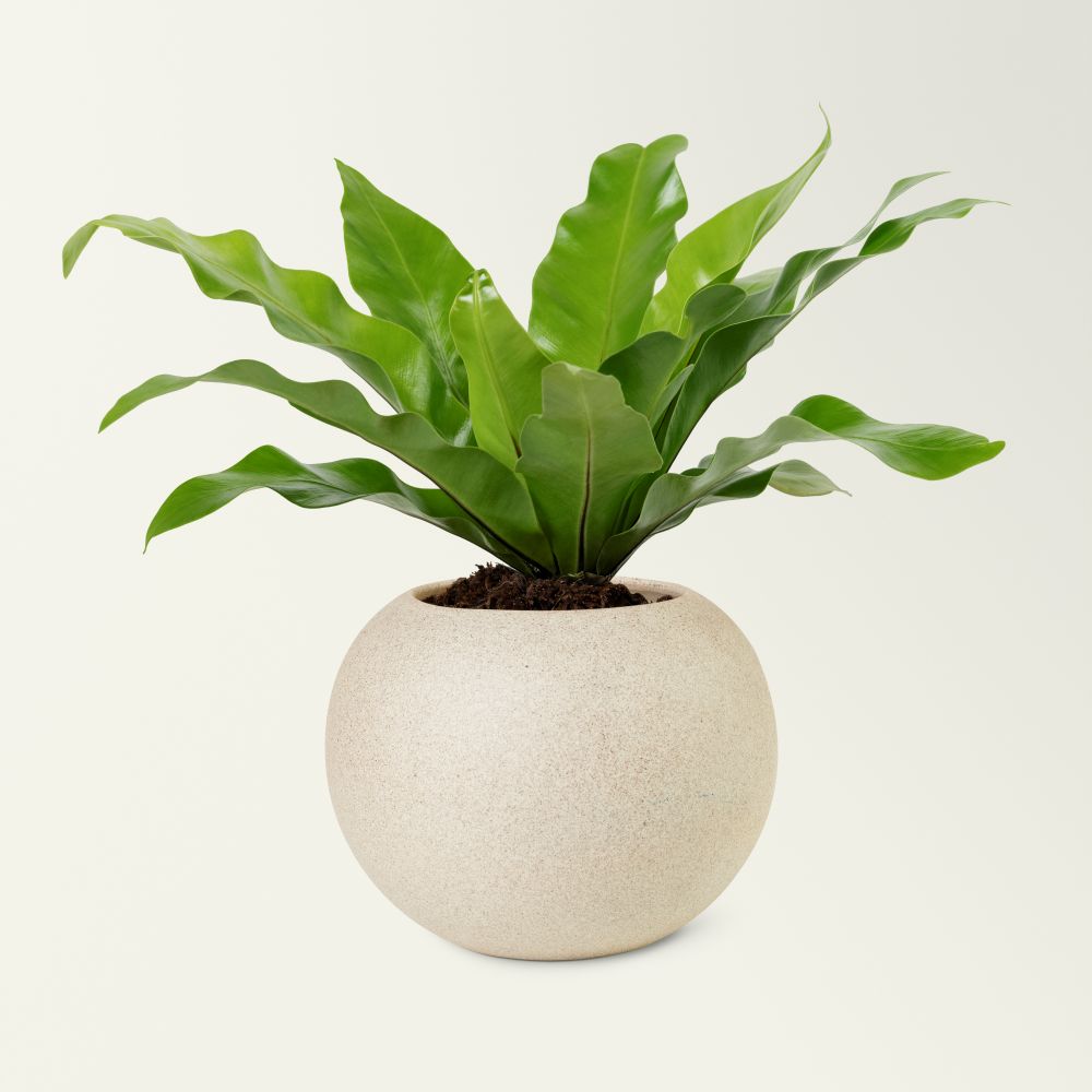Planta nido de pájaros con maceta